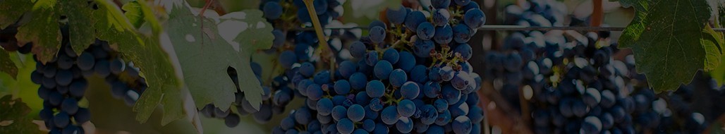 Compra los mejores vinos especiales en la tienda online de Vinozia