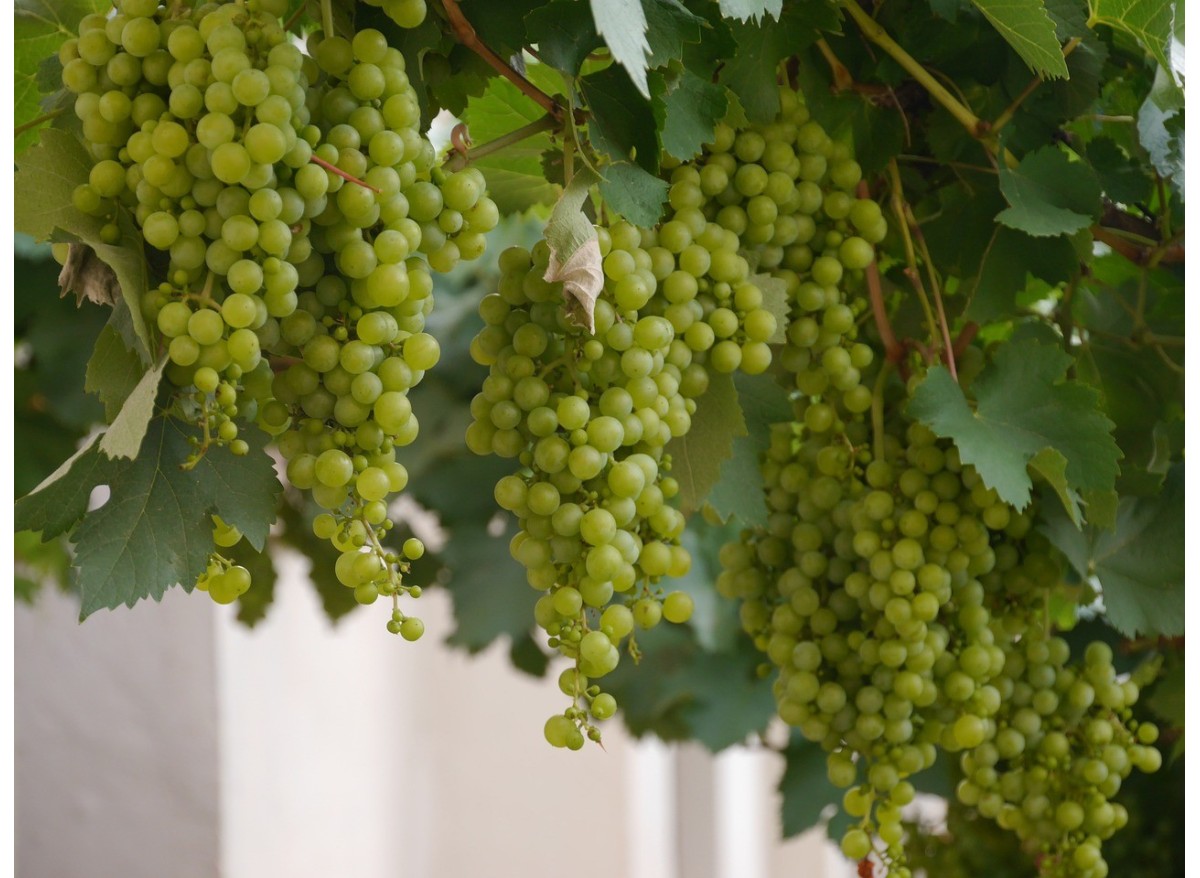 Descubre los secretos del vino: Desde la vid hasta tu copa 
