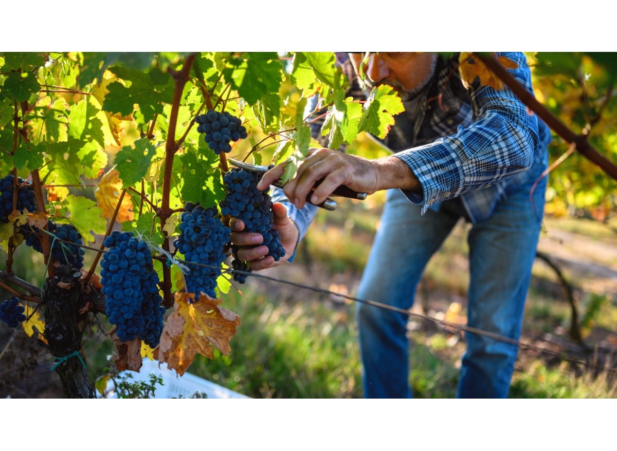 Vendimia: el primer secreto para un gran vino