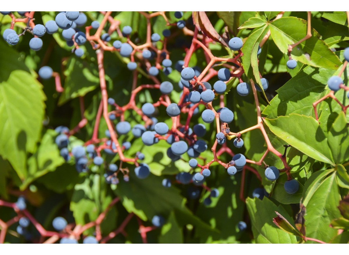La sostenibilidad en la industria vitivinícola: Un futuro verde para el vino